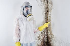 Best Mold Damage Restoration  in West View, PA